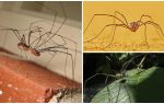 Spider Mastard hosszú, vékony lábakkal